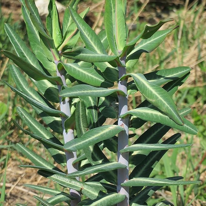 Euphorbia Lathyris Flower seeds for Planting - Long Bloom Season, Heirloom & GMO Free Seeds for Home Garden
 
 Sale for planting in home garden