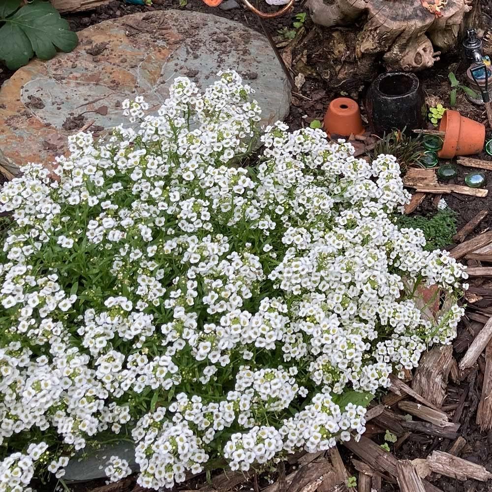 White Myosotis Flower seeds for Planting - Long Bloom Season, Heirloom & GMO Free Seeds for Home Garden
 
 Sale seeds for home garden