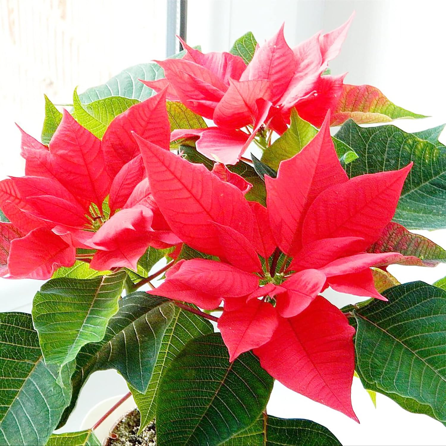 Poinsettia Seeds Christmas Star Perennial Drought Tolerant Landscape Hedges Screens Patio Container