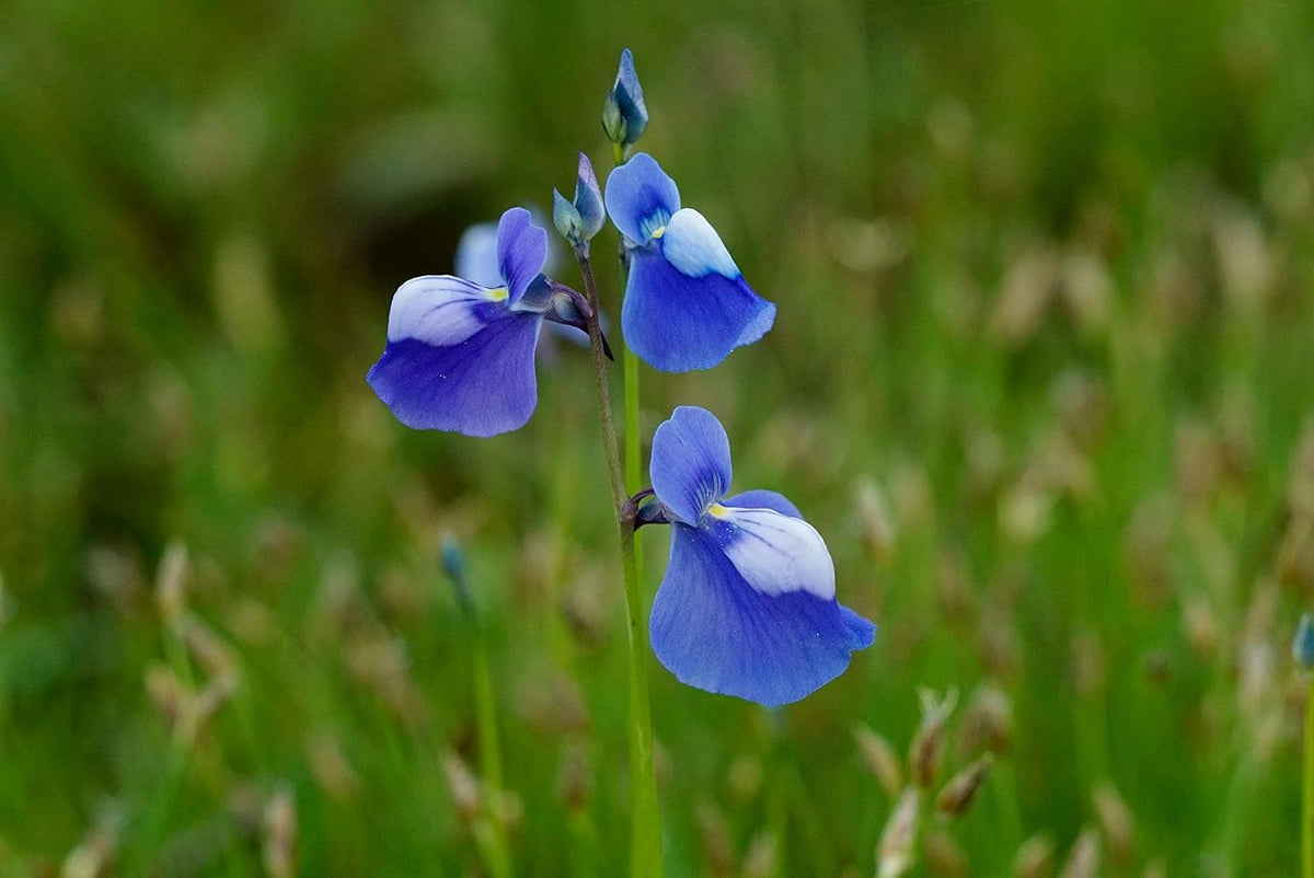 Blue Utricularia Flower seeds for Planting - Seasonal Bloomer, Heirloom & GMO Free Seeds for Home Garden
 
 Sale seeds for home garden
