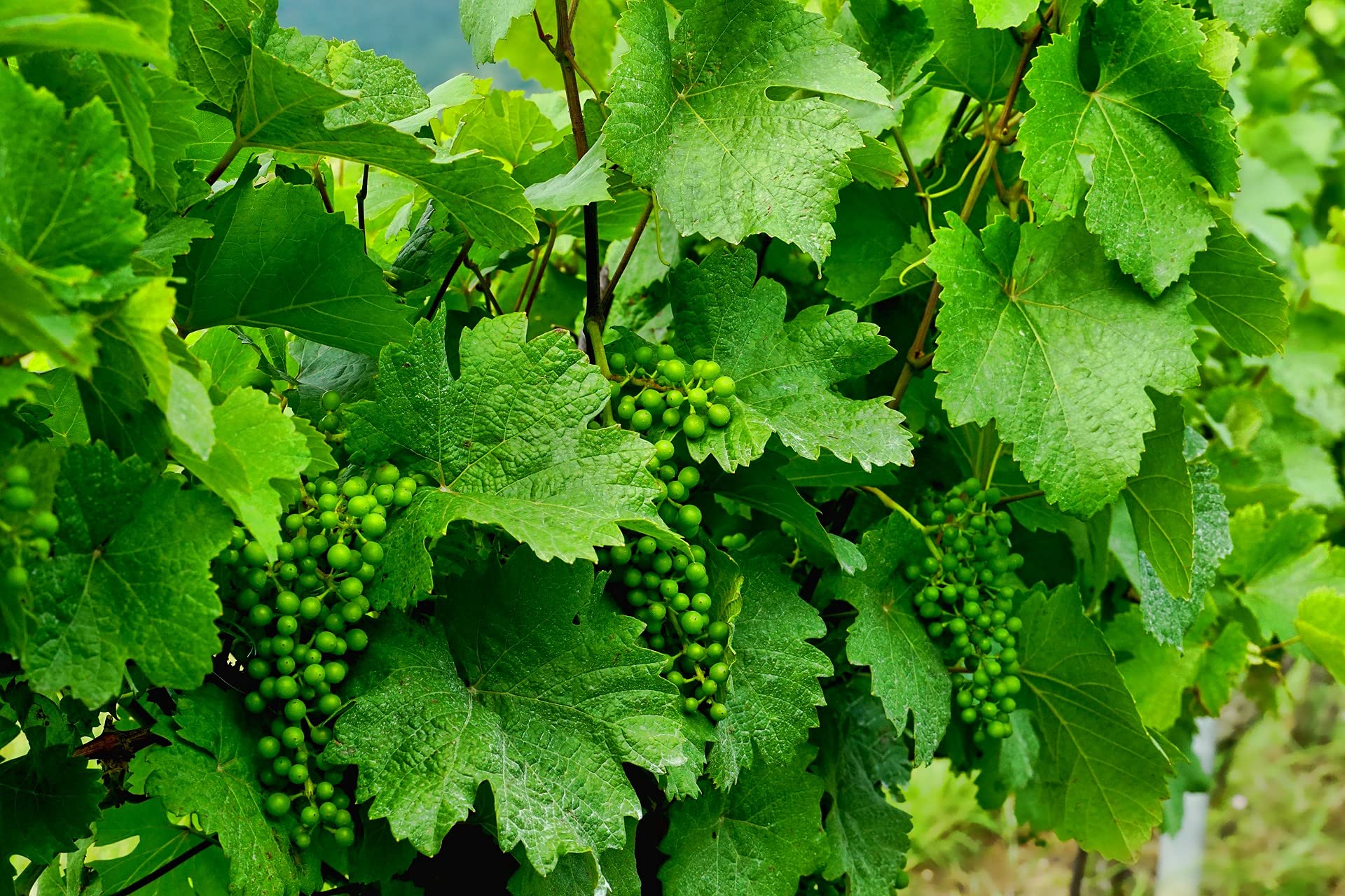 Merlot Grape Vitis vinifera for planting in vineyard garden