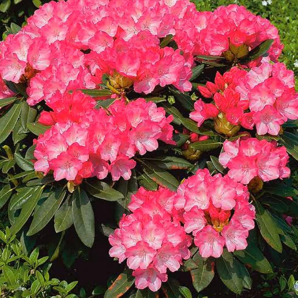 Rare 12 Varieties Azalea Seeds DIY Garden