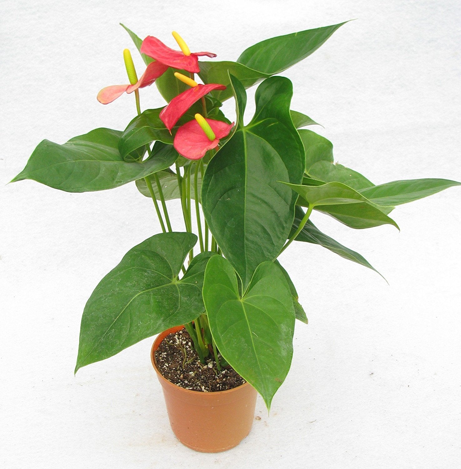 Exotic Anthurium Flower Seeds For Elegant Planting