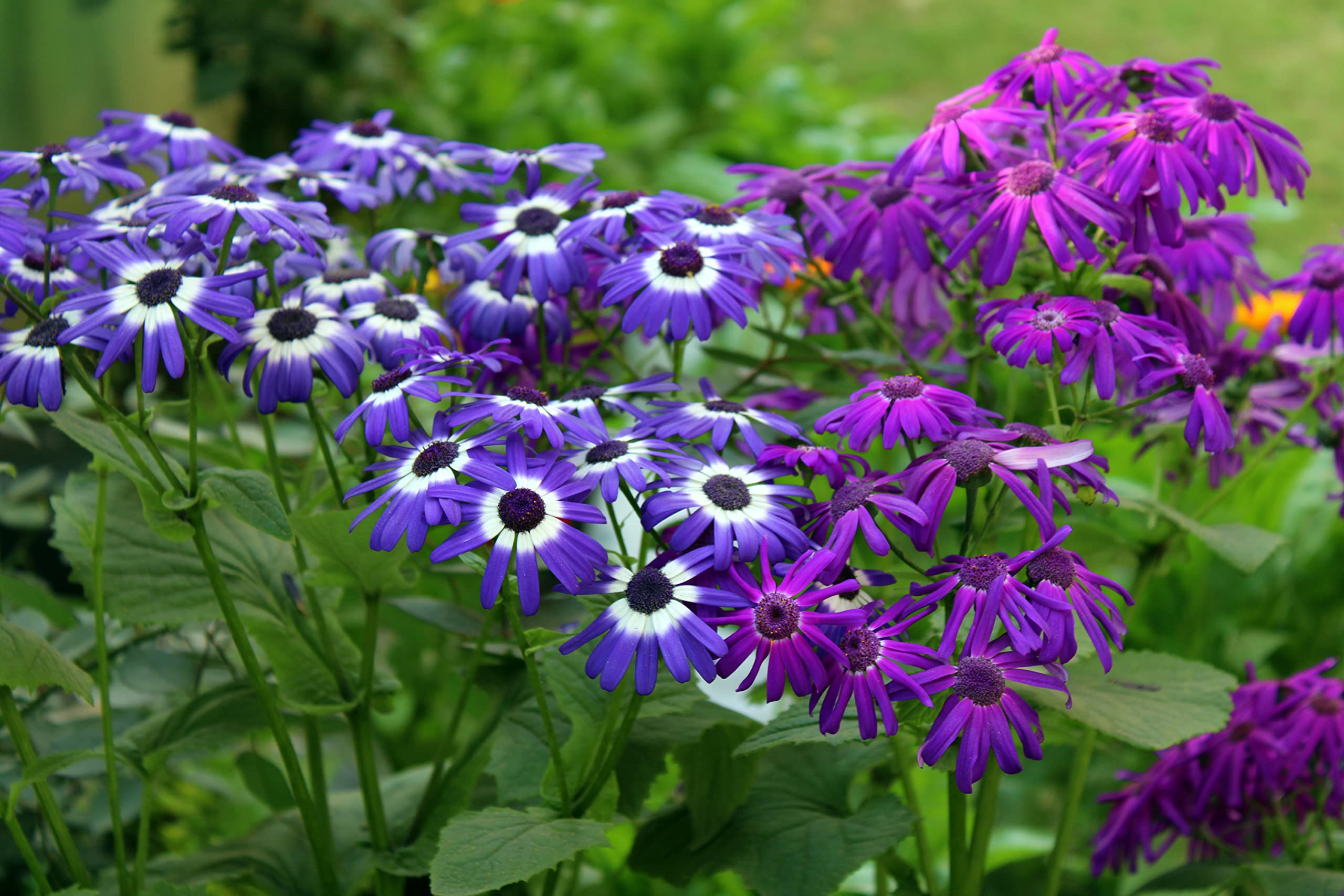 Mixed Florists Cineraria Pericallis x hybrida for planting in flower bed