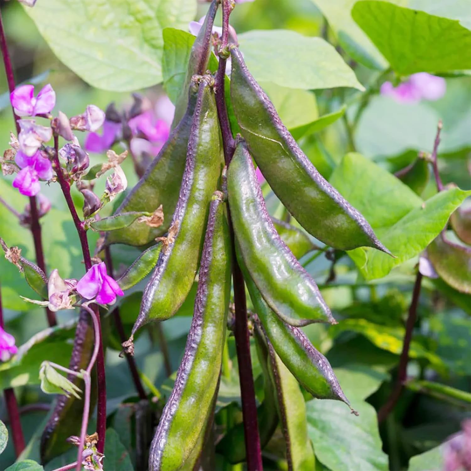 Hyacinth Bean Seeds Lablab Purpureus Vigorous Fast-Growing Vine Plant Showy Fragrant Flowers Edible