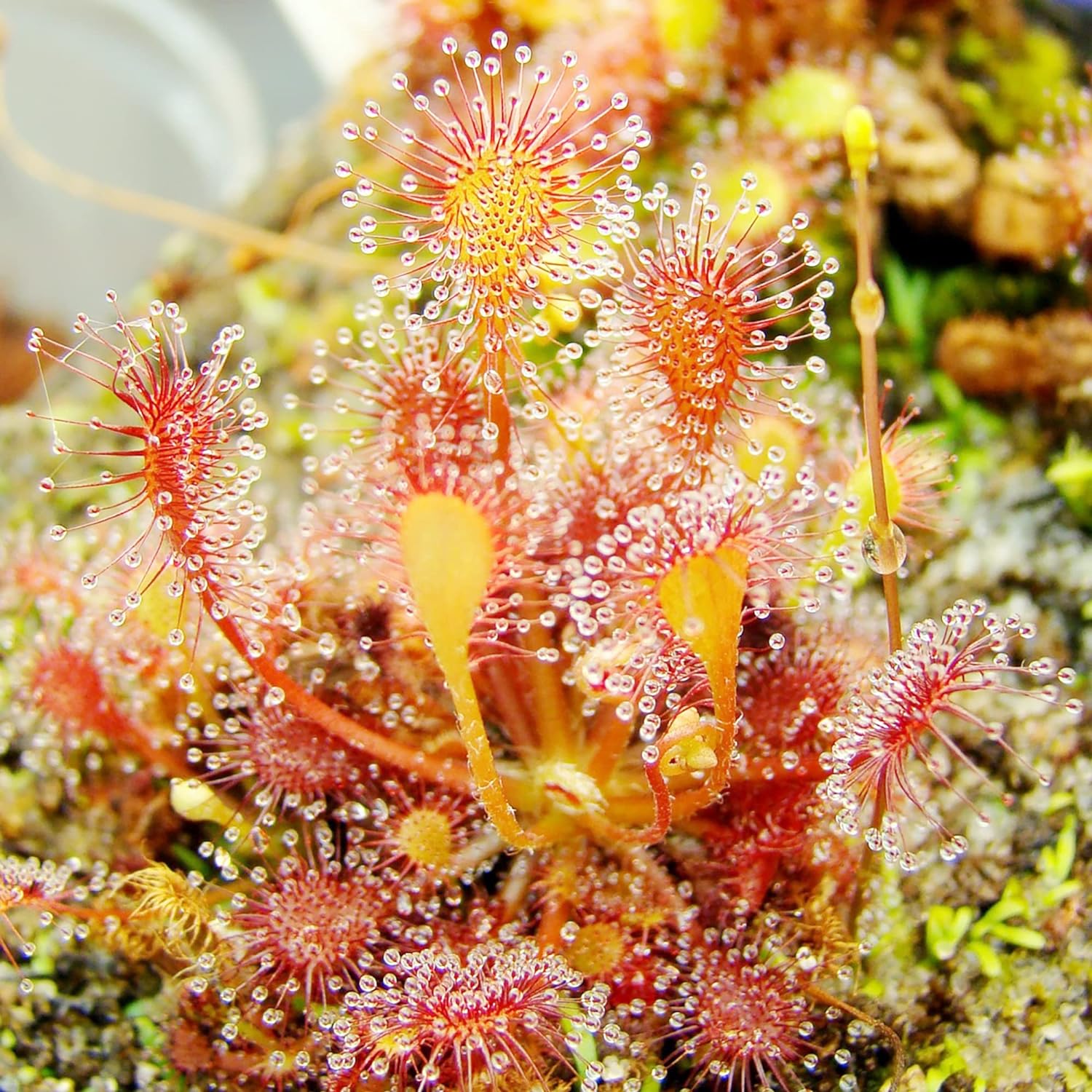 Sundew Seeds Drosera Capensis Tropical Perennial Gmo Free Indoor Outdoor Pots Containers Herb Best