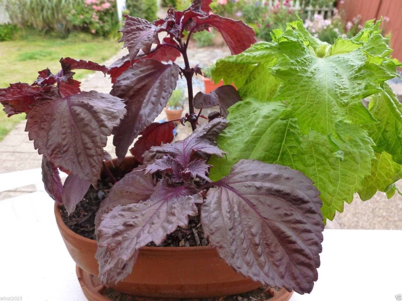 Shiso Perilla frutescens for planting in herb garden