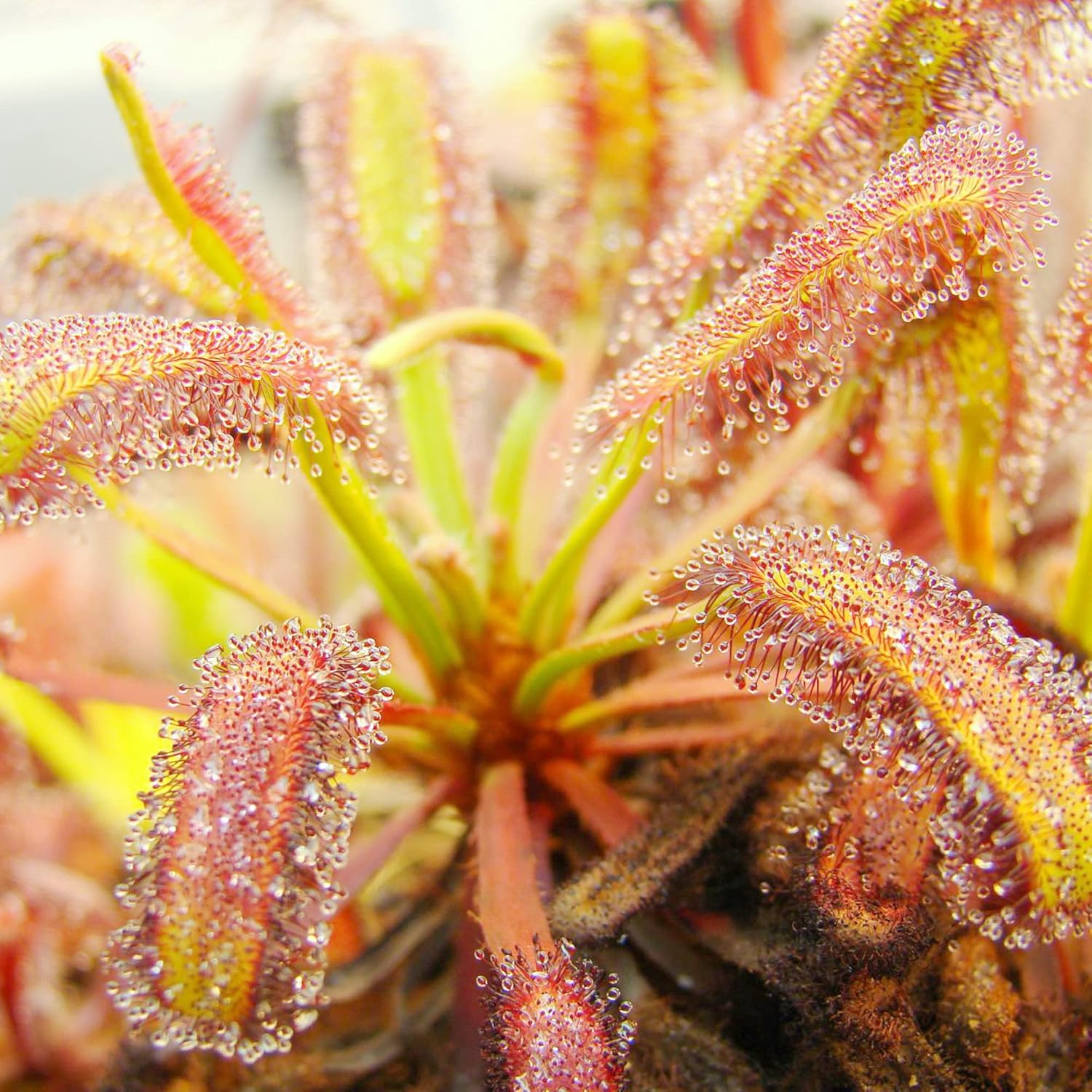 Sundew Seeds Drosera Carnivorous Plants Unique Method Of Capturing Insects Ornamental For Indoor