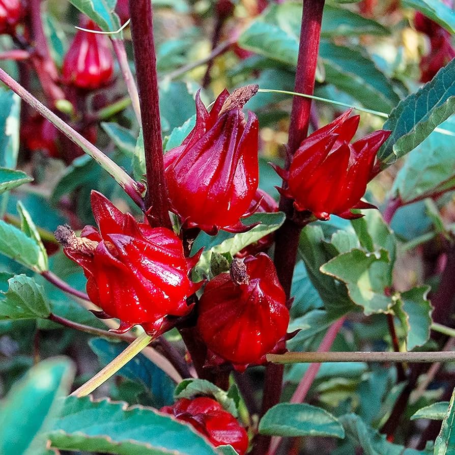 Florida Cranberry Vaccinium vitis-idaea for planting in berry patch