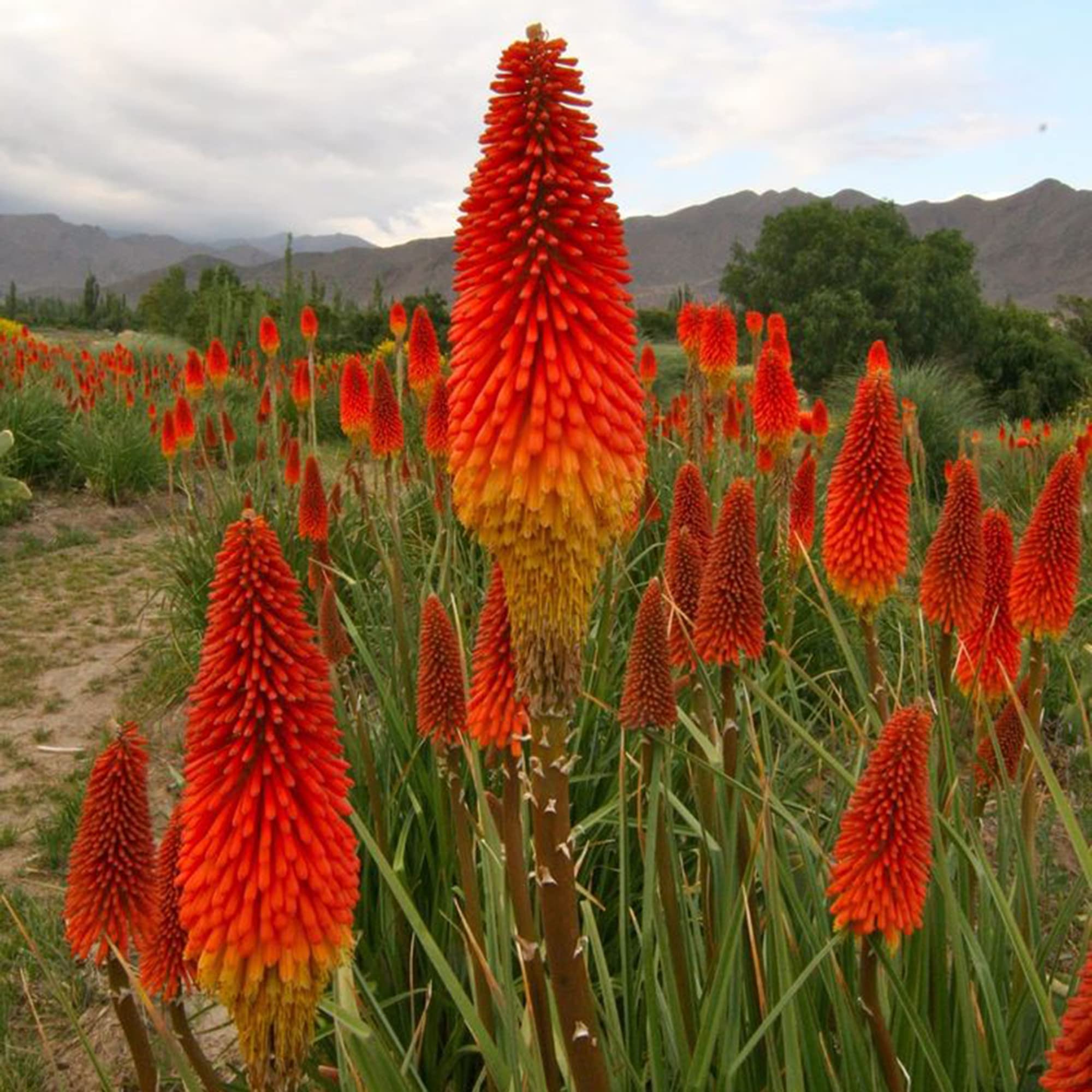 Kniphofia Lily Kniphofia uvaria for planting in flower bed