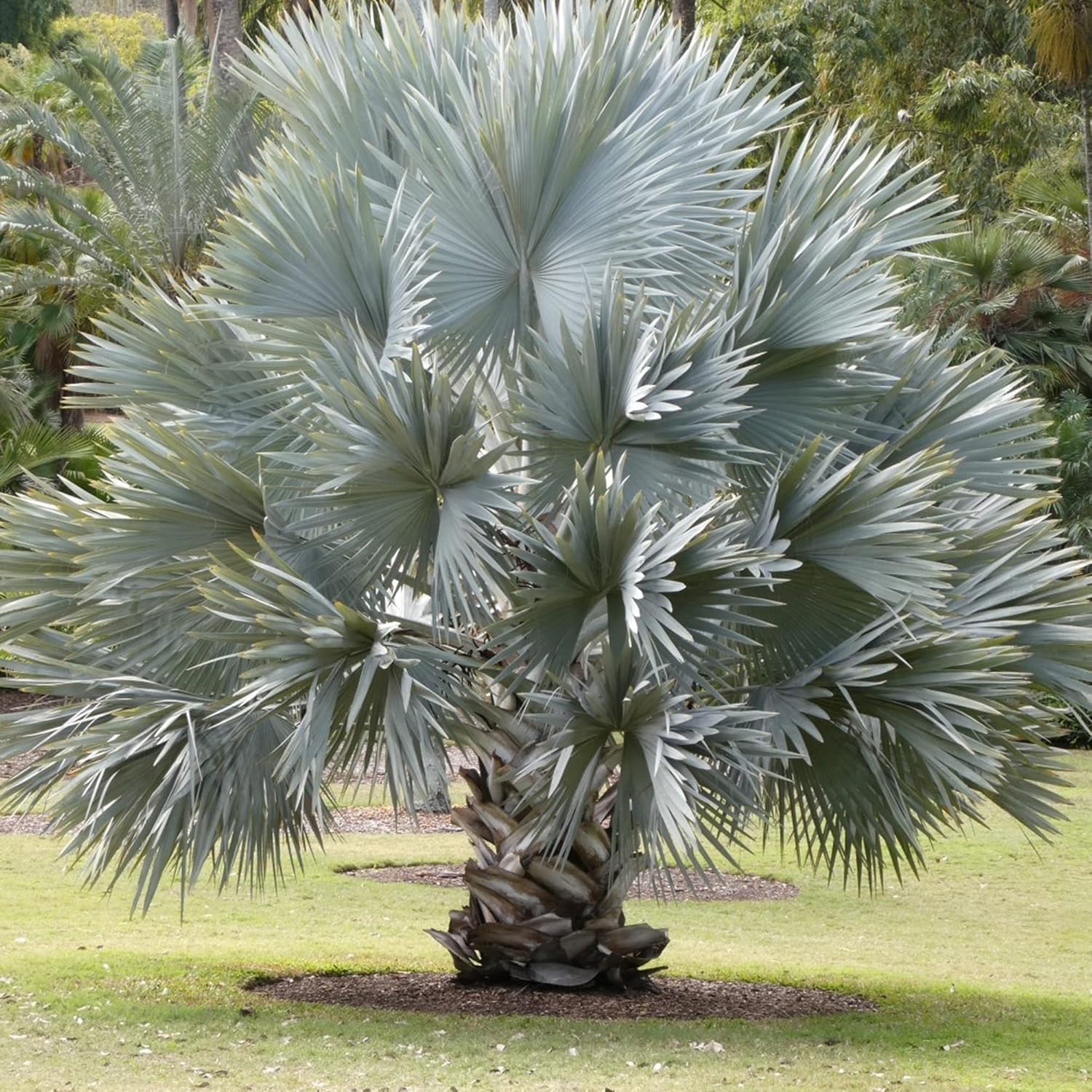 Bismarck Palm Seeds Bismarckia Nobilis Low Maintenance Showy Evergreen Drought Tolerant Bed Border