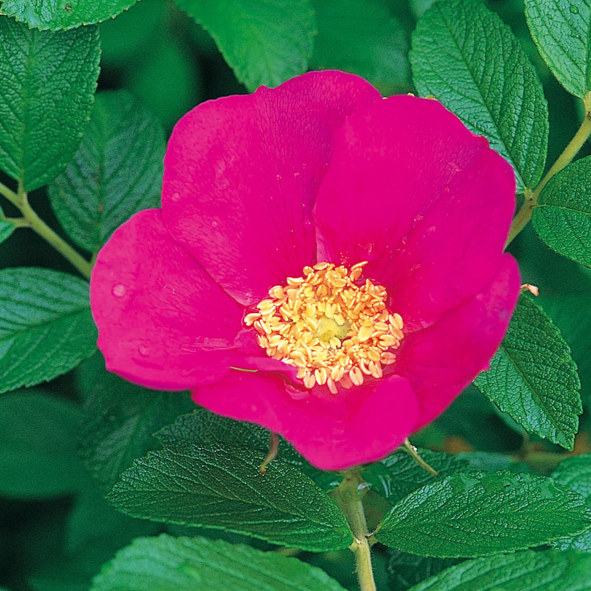 Red Rugosa Rose flower seeds for fragrant garden bushes