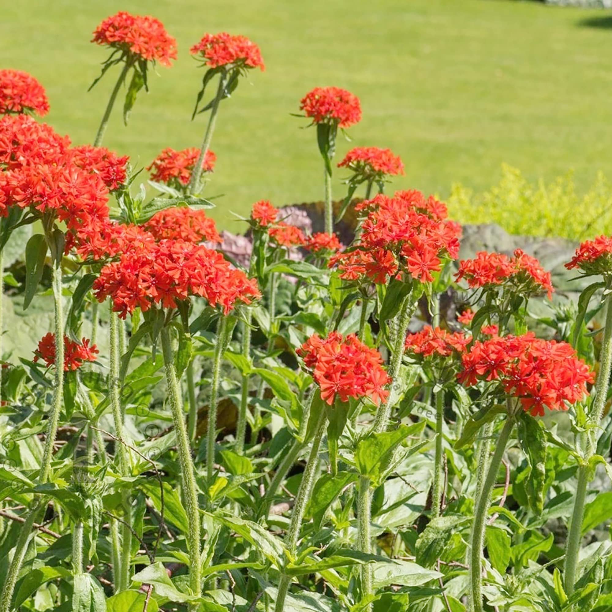 Rose Campion Lychnis coronaria for planting in cottage garden