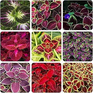 Rare Color Coleus for planting in home garden
