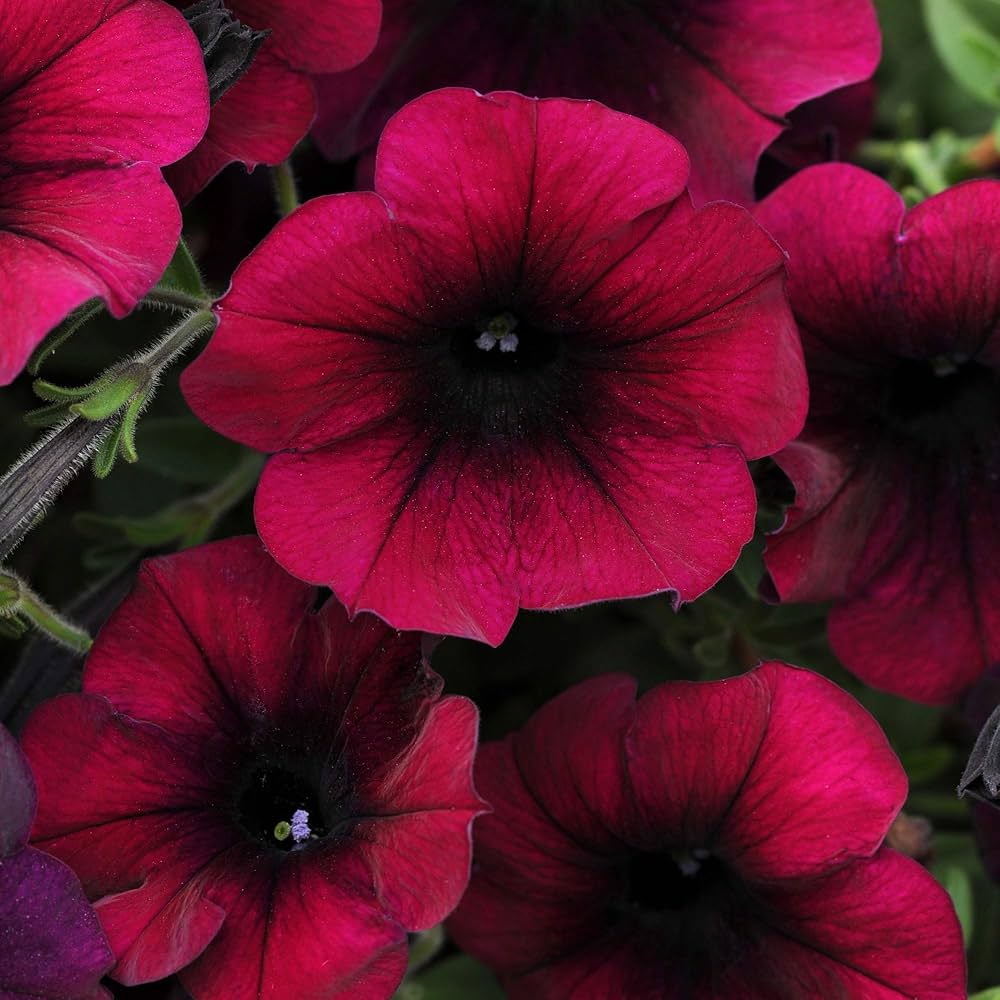 Burgundy Dreams Petunia seeds for urban hanging baskets
