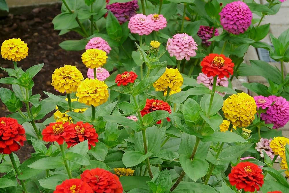 Zinnia Elegans Flower Seeds Burgundy Planting Elegance