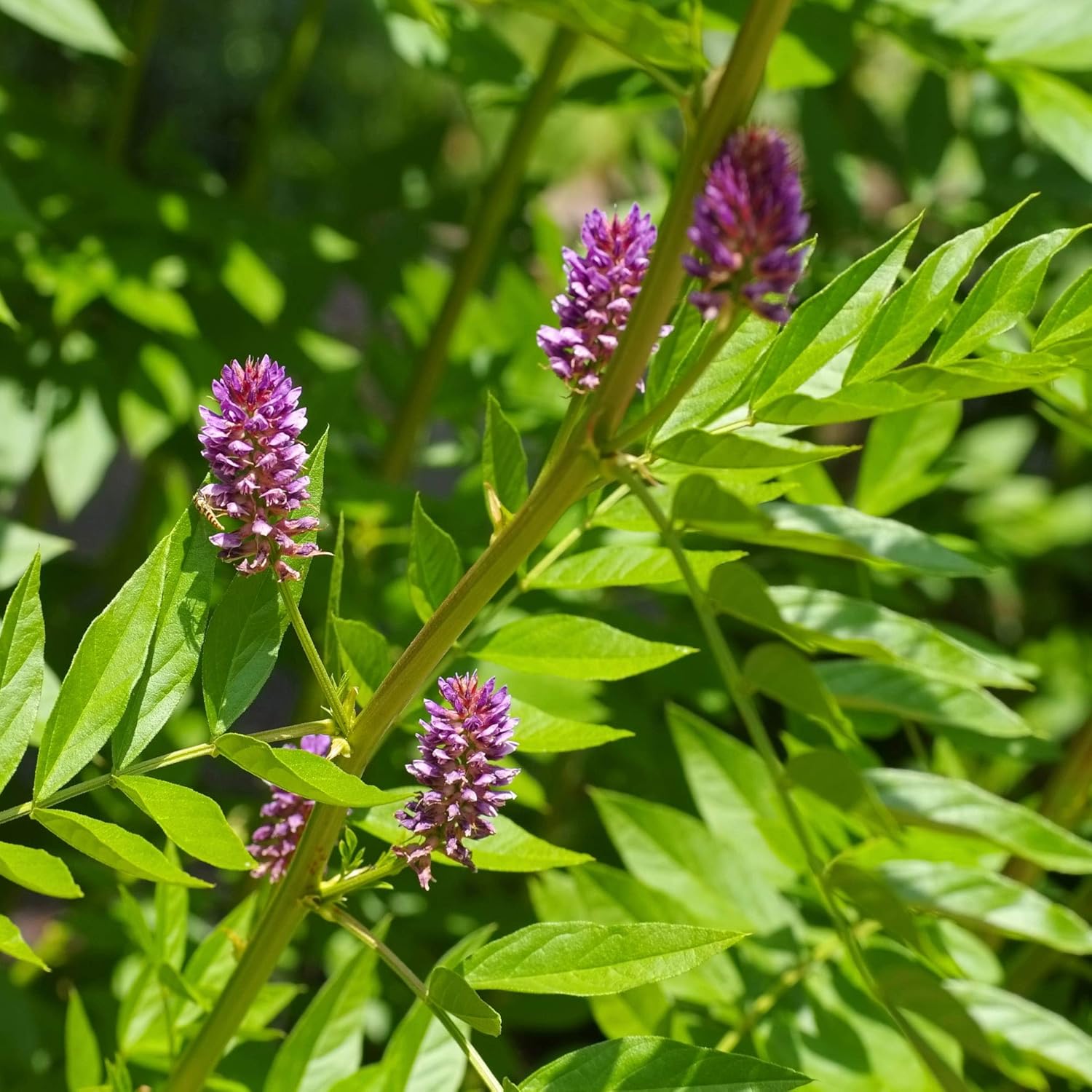 Licorice Root Glycyrrhiza glabra for planting in herb garden