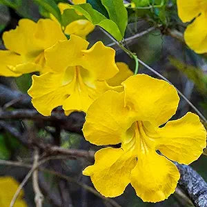 Macfadyena Unguis Cati Evergreen Vine Yellow Flower Seeds for Tropical Garden Vines