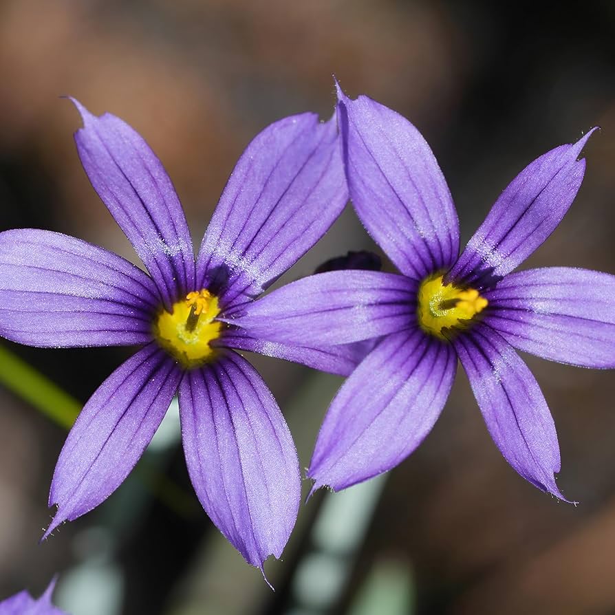 Sisyrinchium Bellum blue-eyed grass seeds for planting