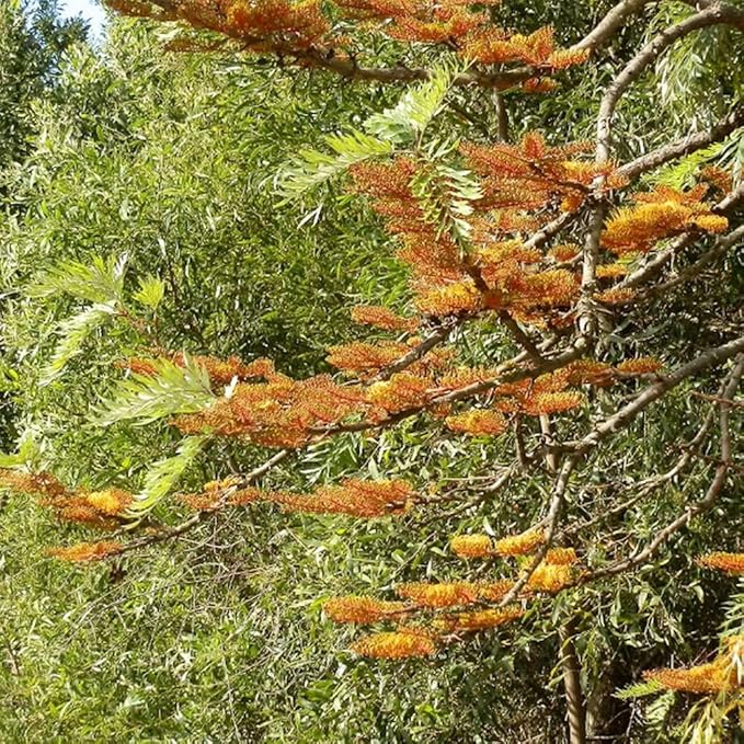 Burgundy Grevillea Robusta Seeds For Planting Flower