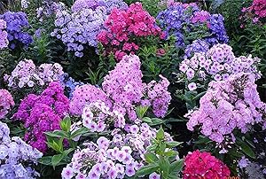 Phlox Phlox paniculata for planting in flower bed