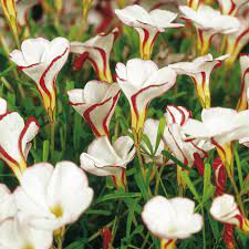 Oxalis White Red Seeds For Planting