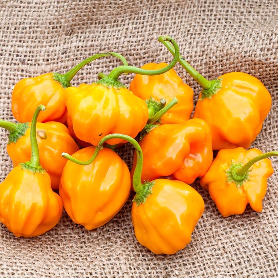 Aji Dulce Amarillo Capsicum chinense for vegetable garden