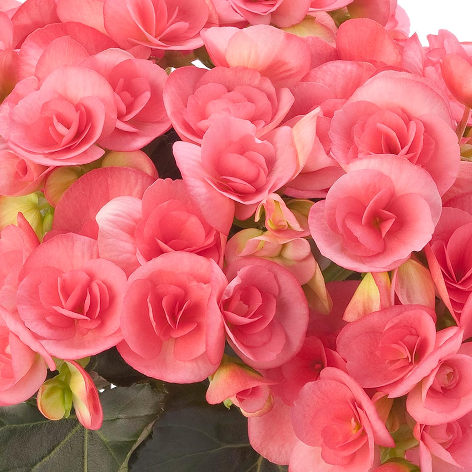 Pink Rieger Begonia Seeds Popular Houseplant Easy To Care Showy Beautiful Flowers Attractive