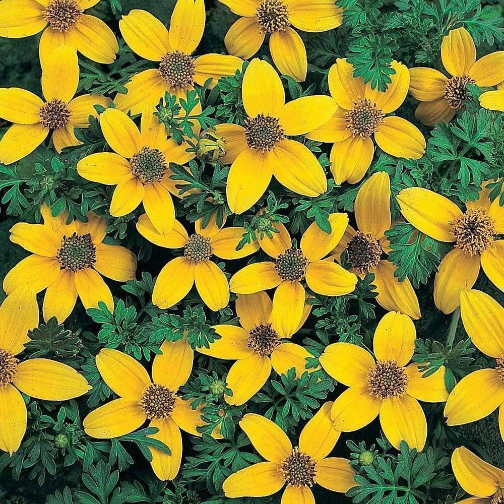 Bidens Golden Star flower seeds for planting
