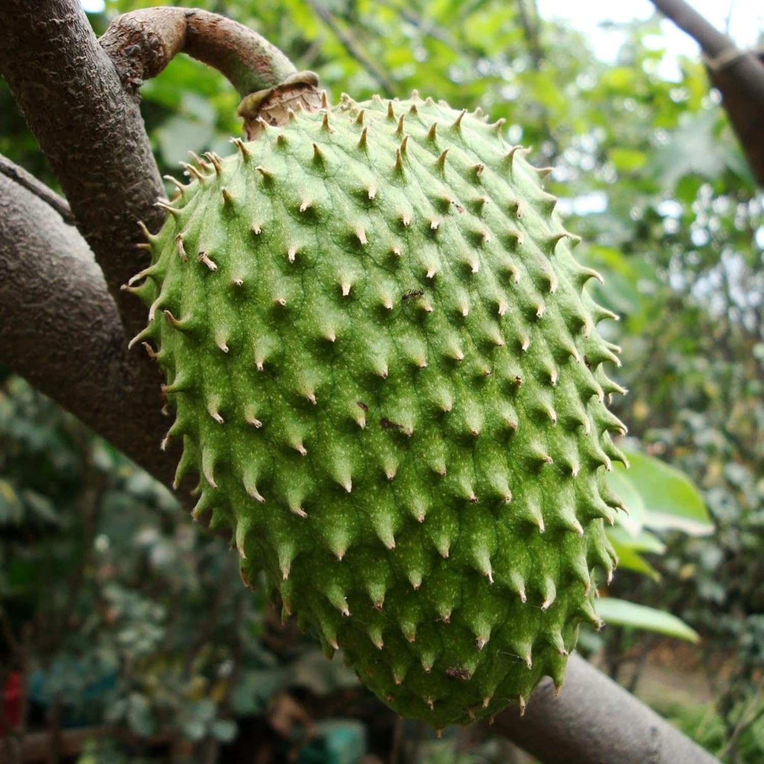 Giant Soursop Seeds Annona Muricata Tropical Fruit Sweet And Tangy Flavor Used In Culinary Health