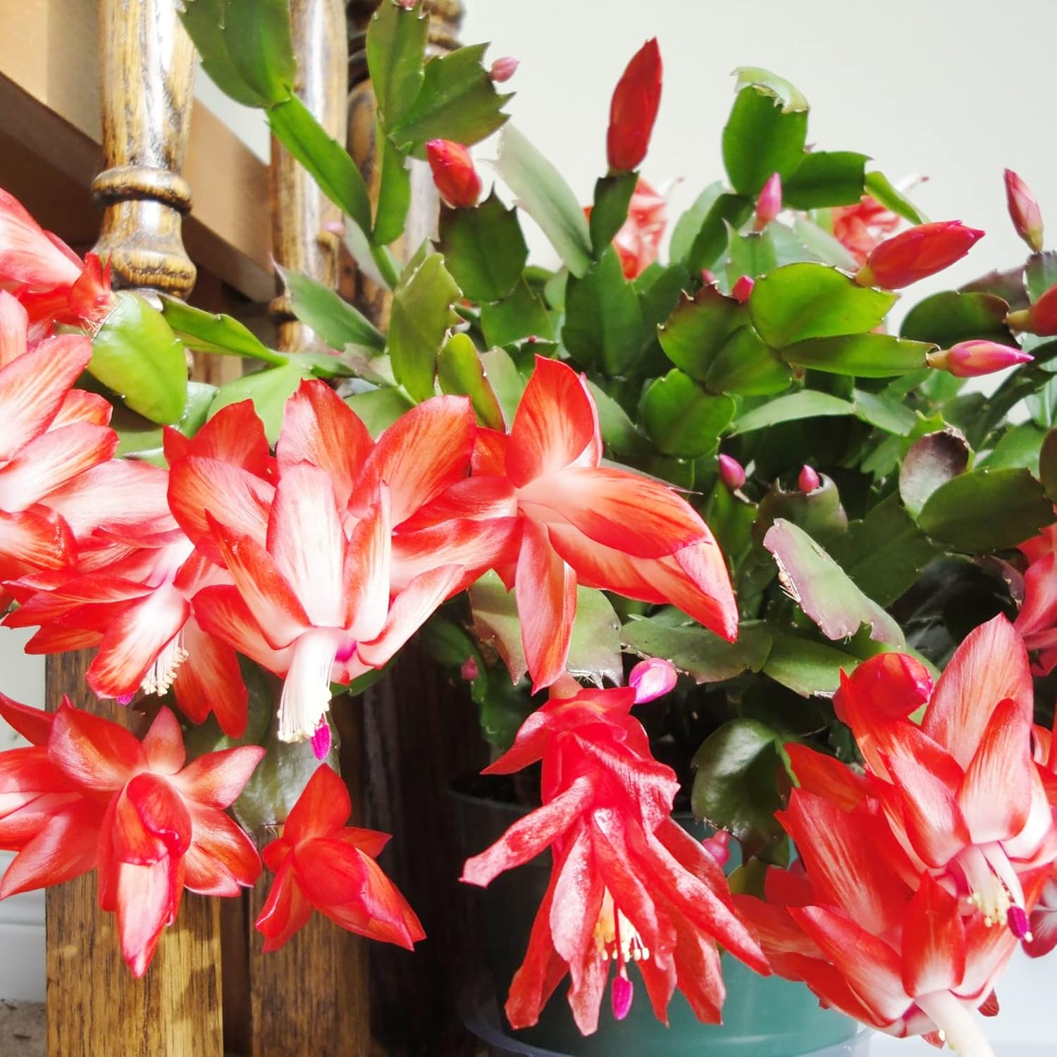 Christmas Cactus Seeds Holiday Perennial Gmo Free Ornamental Home Decorate Container Hanging Basket