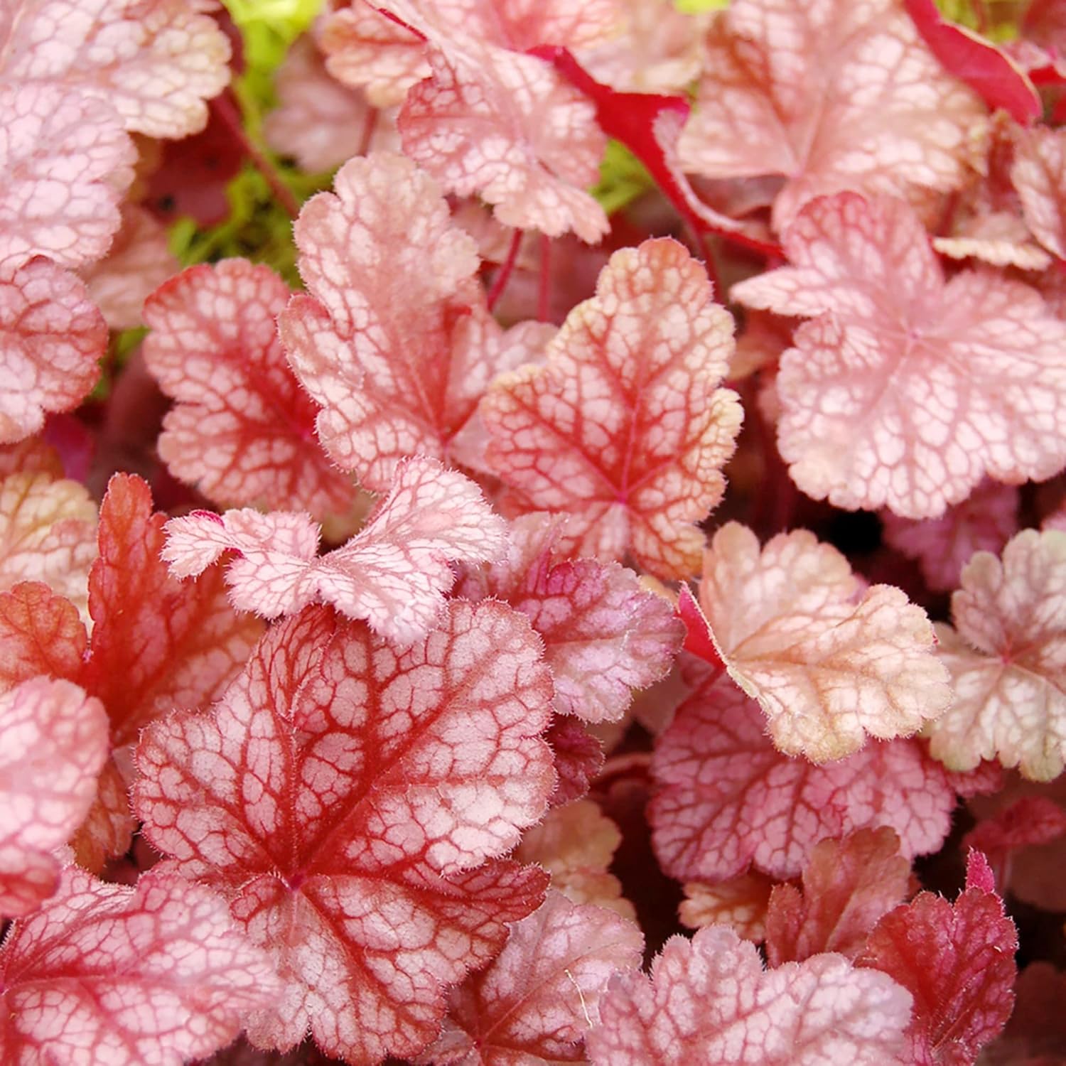 Coral Bells Seeds Alumroot Rock Geranium Heuchera Perennial Cut Flowers Showy Evergreen Deer & Salt