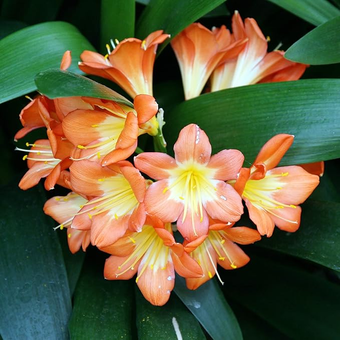 Clivia Seeds for Colorful Garden Blooms