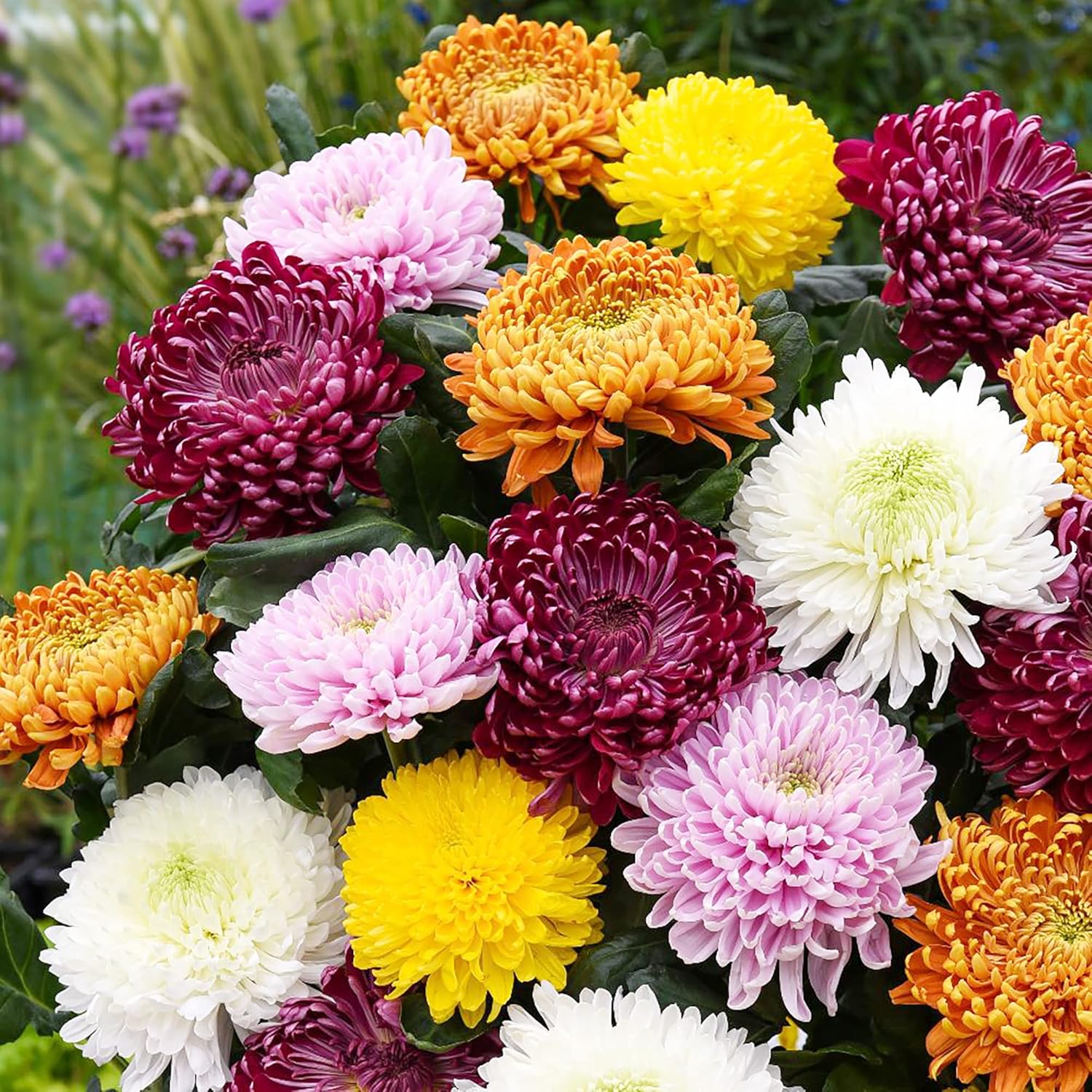 Chrysanthemum Seeds Colorful And Diverse Flowers Popular Ornamental Plants Vibrant Blooms Grace