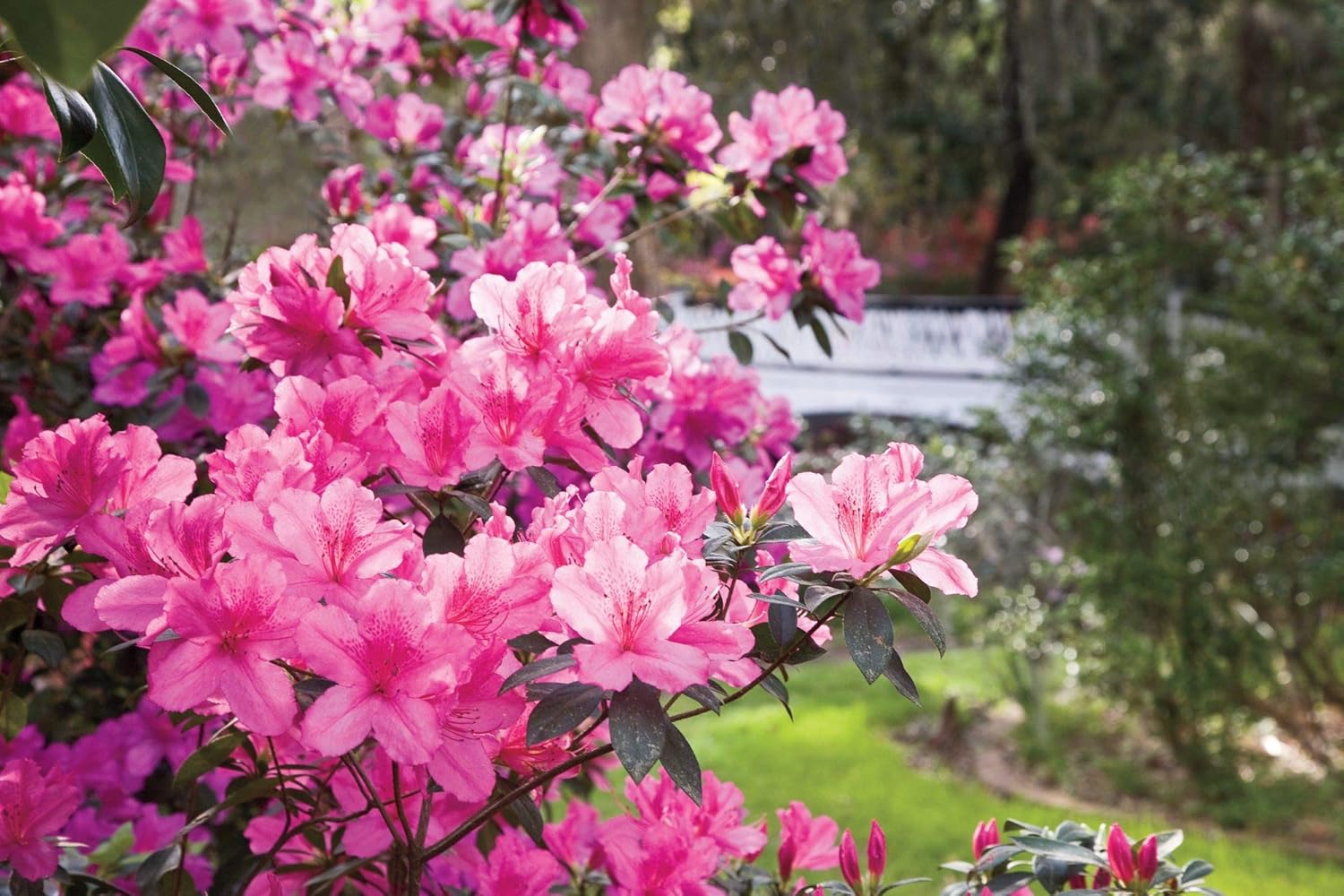 Baby Pink Azalea Flower Seeds For Planting - Enhance Your Garden With Soft Elegance