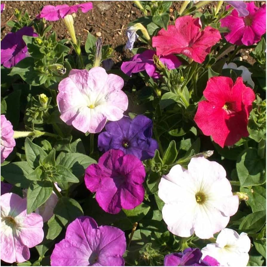 Butterfly and Bee Friendly Dwarf Petunia Flower Mix Seeds