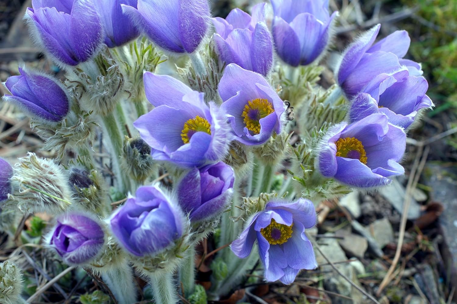 Sky Blue Anemone Pulsatilla Seeds For Planting Flower