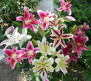 Special Blue Heart Lily Seeds for Colorful Home Gardens