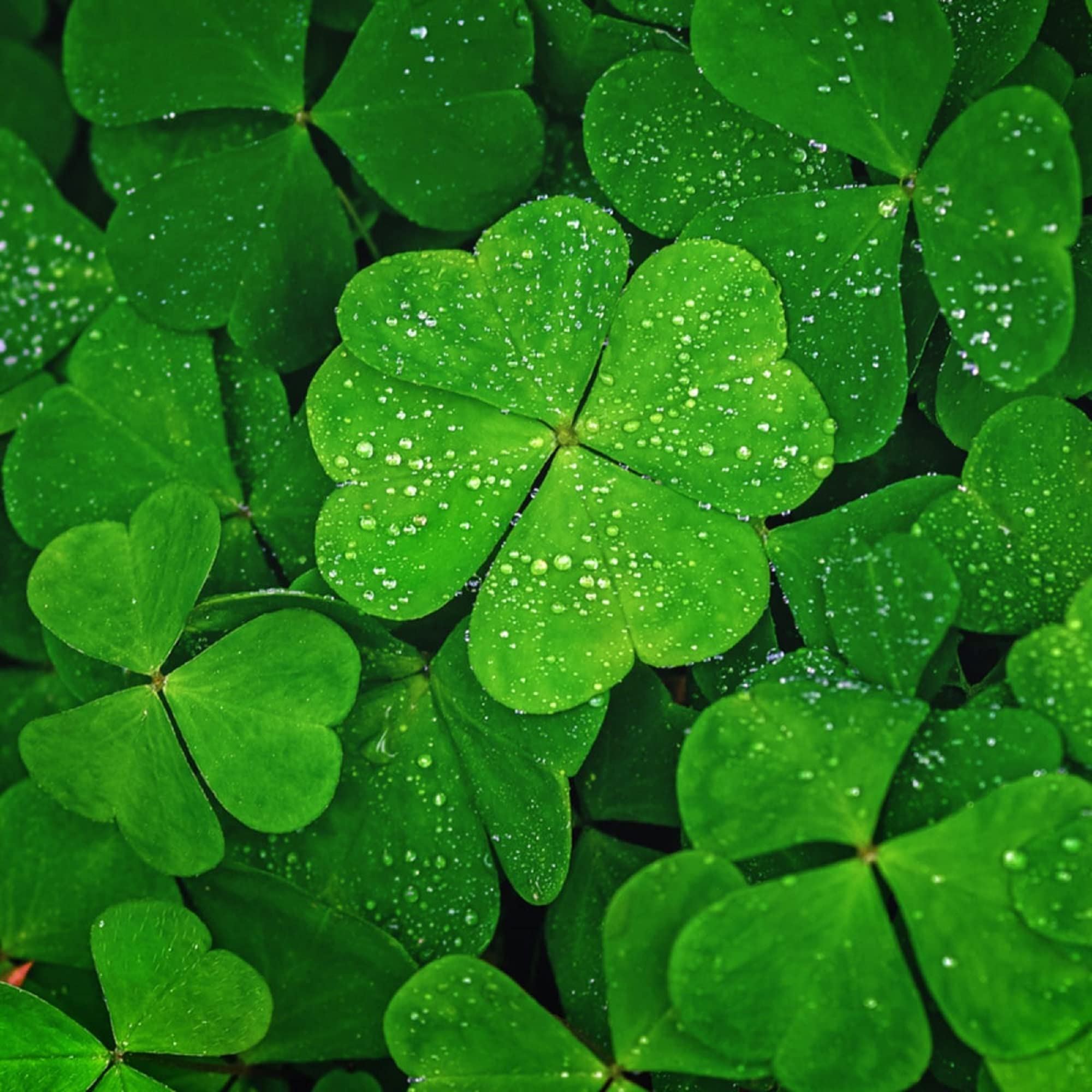 Dark Green Four Leaf Clover Seeds For Planting Plant Seeds