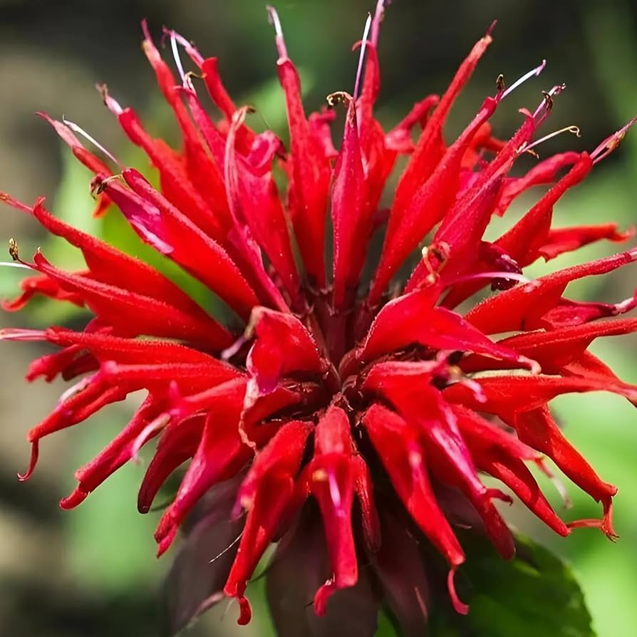 Bee Balm Monarda spp. for planting in flower bed