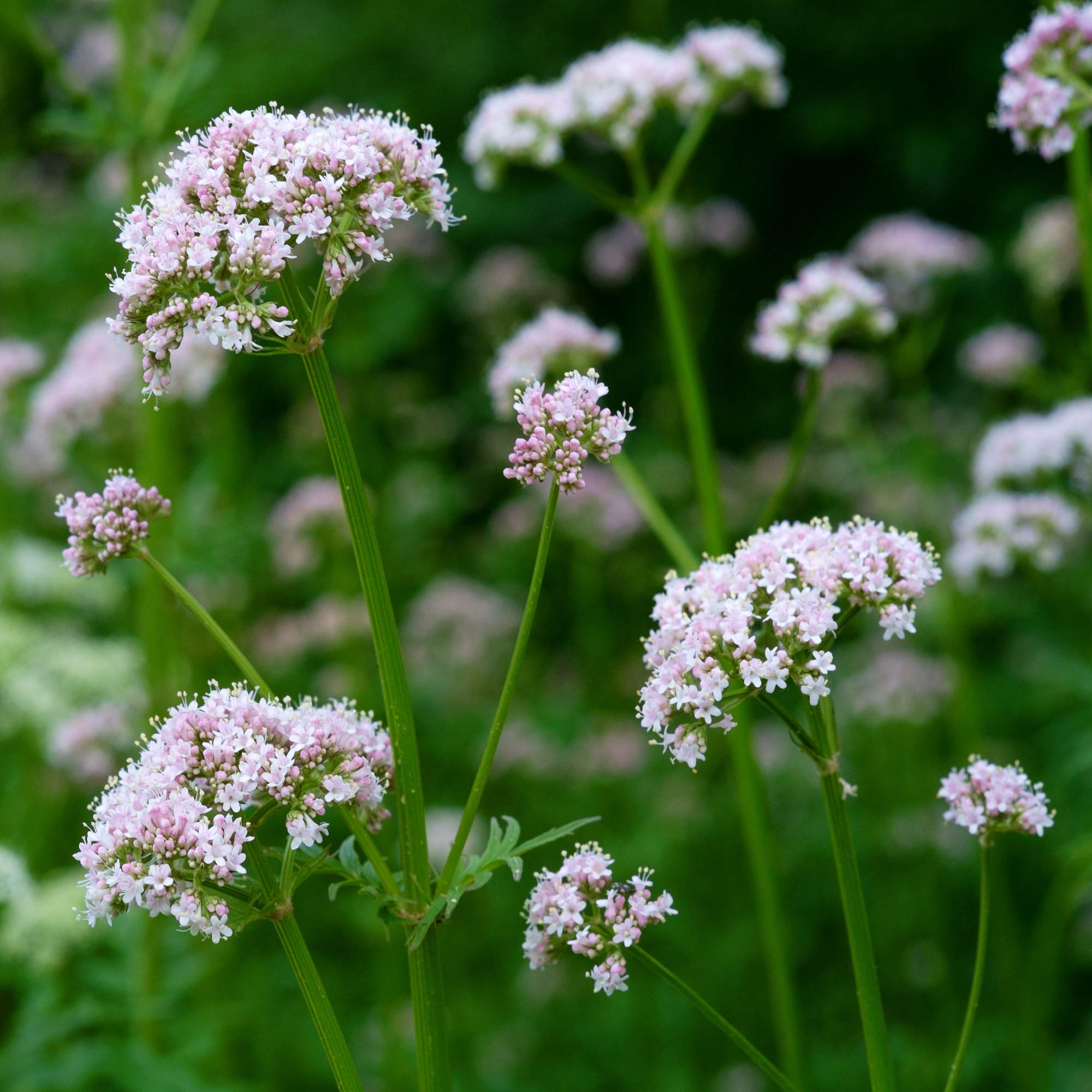 Valerian Herbal Plant Valeriana officinalis Seeds for Planting in Herb Garden