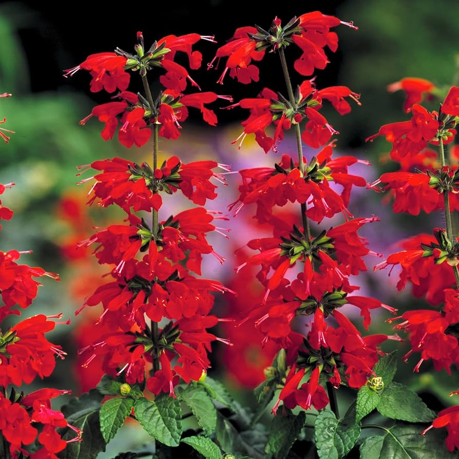 Lady in Red Hummingbird Salvia Perennial Flower Seeds