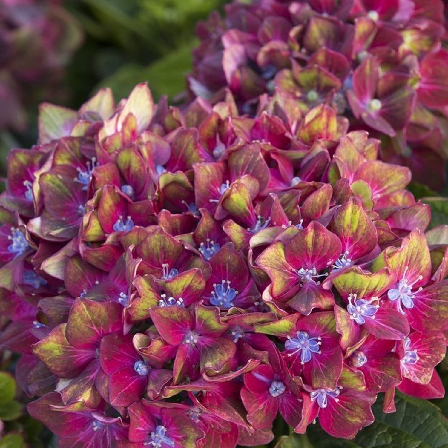 Pistachio Hydrangea Seeds Deciduous Hardy Ornamental Plant Drought Tolerant Cut Flowers Fast