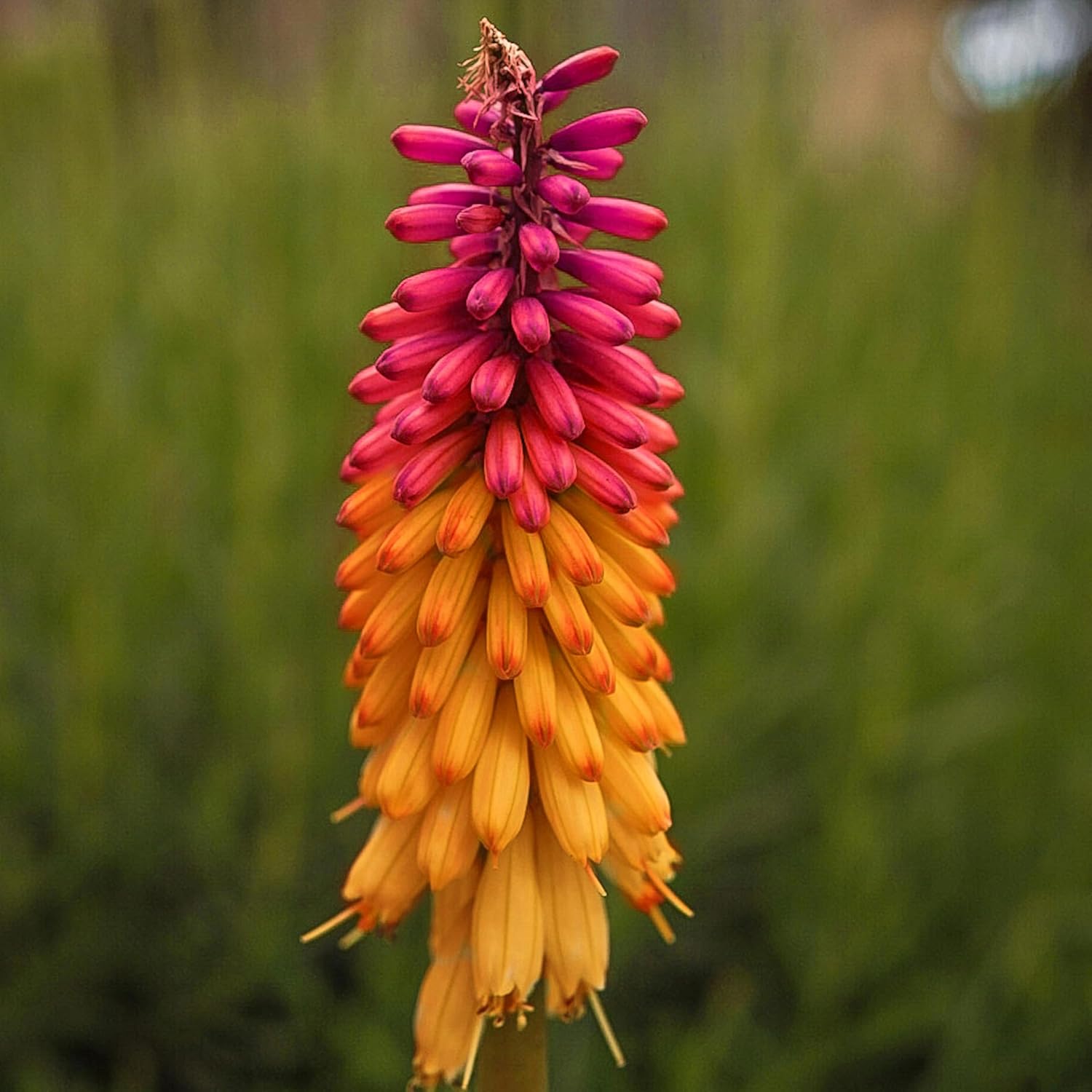 Orange Purple Hot Poker Plant Seeds - Perennial Kniphofia (Torch Lily Or Tritoma) Red Spike For