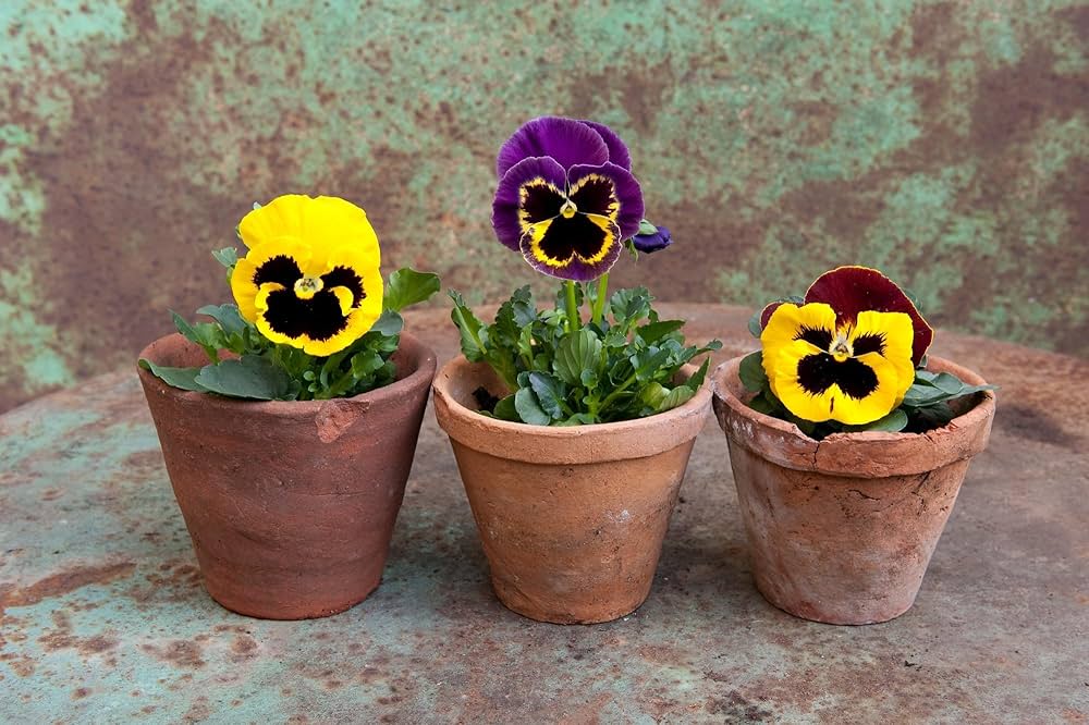 Perennial Pansy Viola tricolor Seeds for planting in flower bed