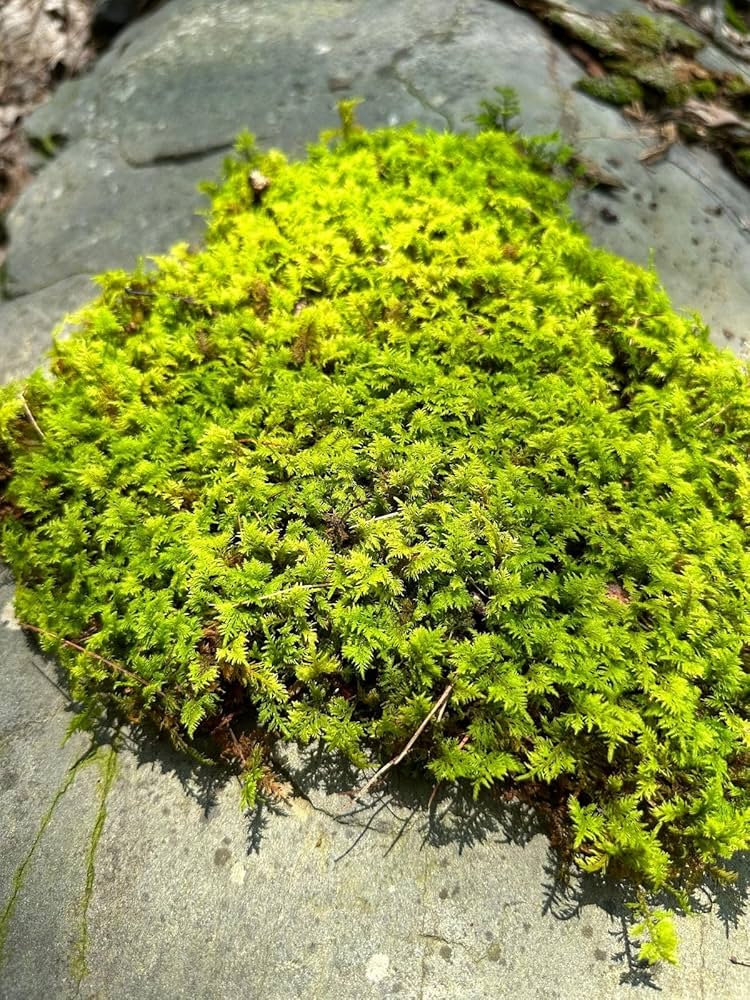 Moss Grass Sagina subulata seeds for planting in garden pathways