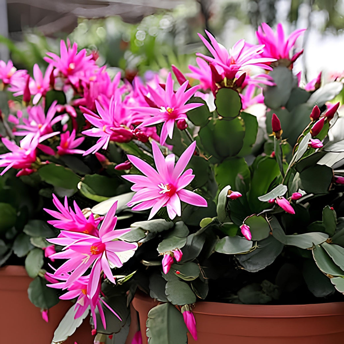Purple Schlumbergera Flower seeds for Planting - Low Maintenance, Heirloom & GMO Free Seeds for Home Garden
 
 Sale seeds for planting in home garden