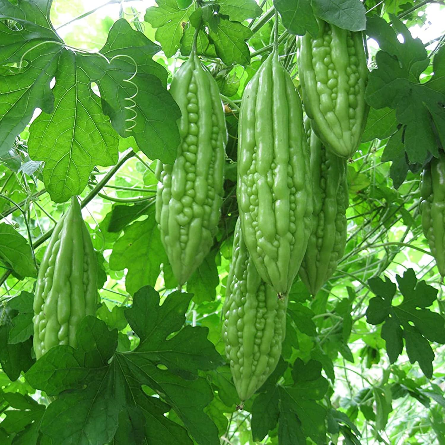 Bitter Gourd Seeds Melon Tropical Taste Rich In Vitamin And Fiber Health Benefit Trellis Garden