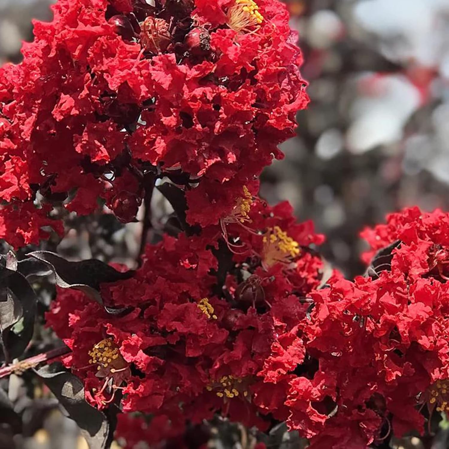 Red Crepe Myrtle Seeds Lagerstroemia Indica Deciduous Flowering Tree Or Shrub Low Maintenance Hedge