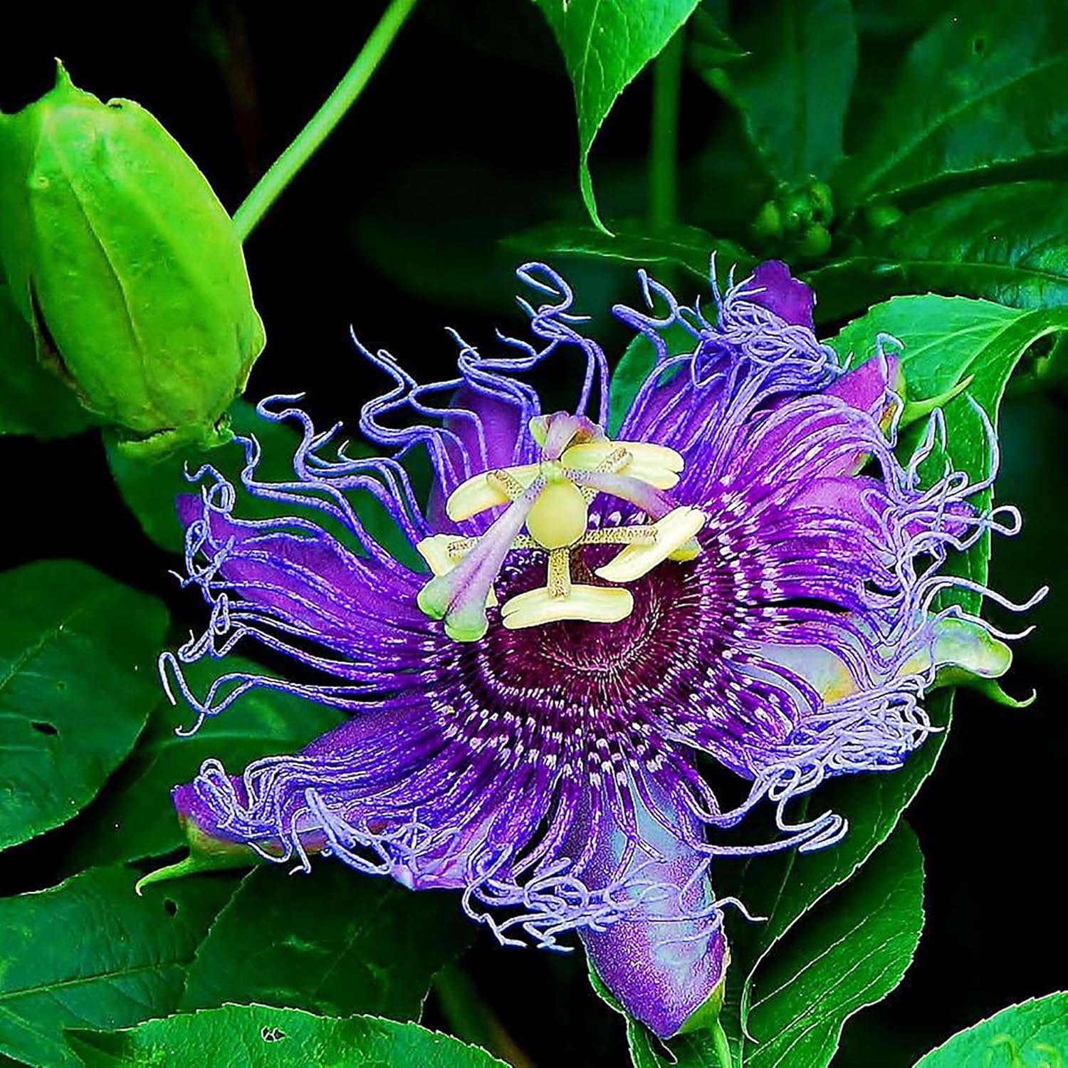 Purple Passion Vine Seeds Passiflora Incarnata Perennial Showy Evergreen Deer Resistant Drought